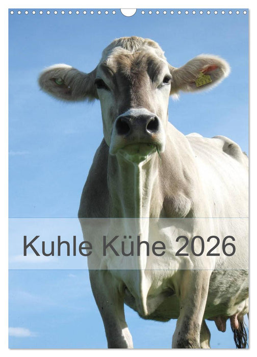 Kuhle Kühe 2026 (CALVENDO Wandkalender 2026)