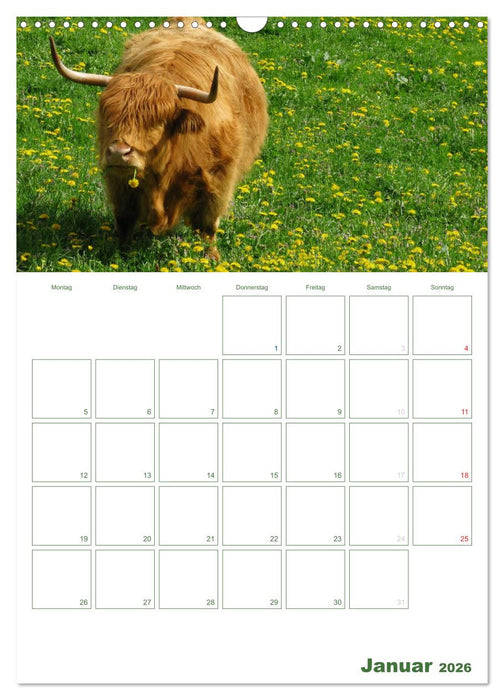 Kuhle Kühe 2026 (CALVENDO Wandkalender 2026)