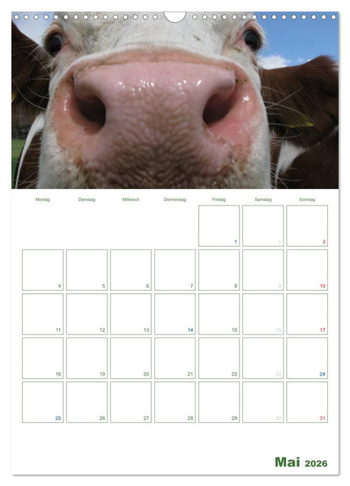 Kuhle Kühe 2026 (CALVENDO Wandkalender 2026)
