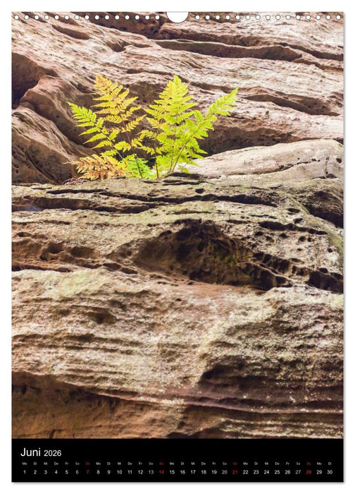 Kleine Luxemburger Schweiz (CALVENDO Wandkalender 2026)