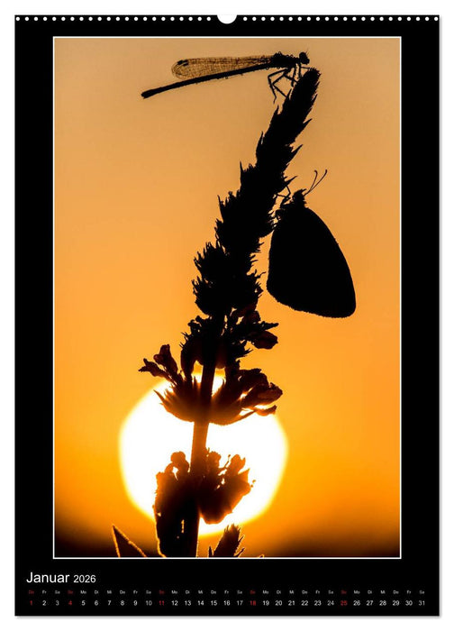 Faszination Libellen - Wildnis Heimat (CALVENDO Wandkalender 2026)
