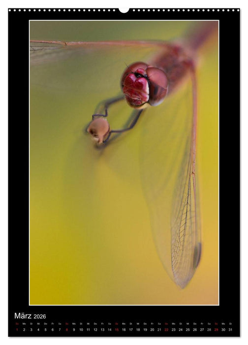Faszination Libellen - Wildnis Heimat (CALVENDO Wandkalender 2026)