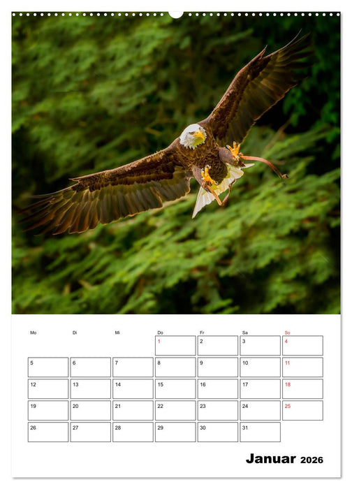 Raub- und Greifvögel im Flug (CALVENDO Premium Wandkalender 2026)