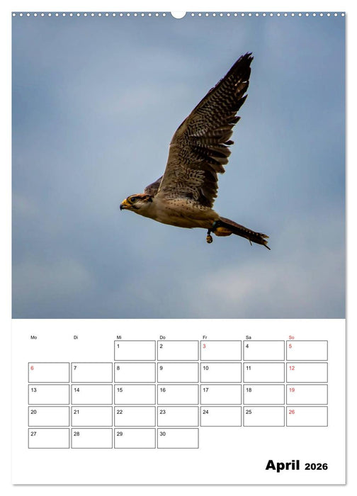 Raub- und Greifvögel im Flug (CALVENDO Premium Wandkalender 2026)