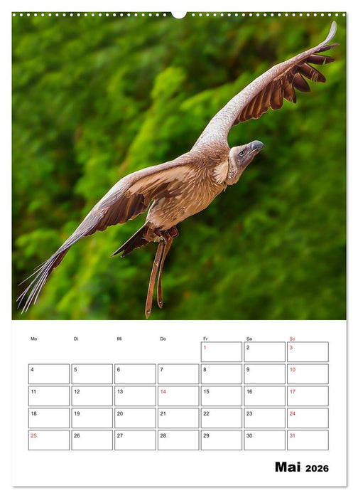 Raub- und Greifvögel im Flug (CALVENDO Premium Wandkalender 2026)
