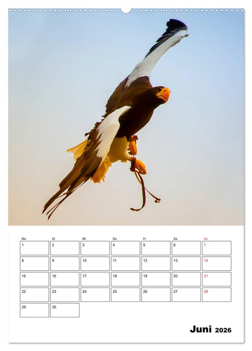 Raub- und Greifvögel im Flug (CALVENDO Premium Wandkalender 2026)