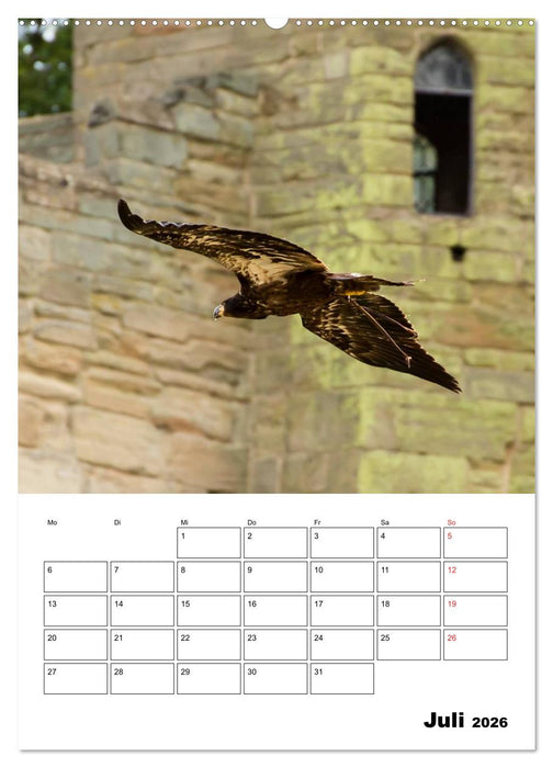 Raub- und Greifvögel im Flug (CALVENDO Premium Wandkalender 2026)