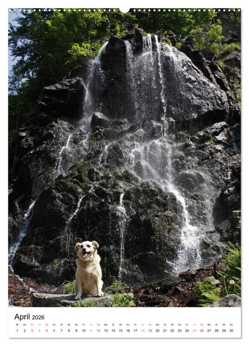 Wunderschönes Bad Harzburg (CALVENDO Wandkalender 2026)