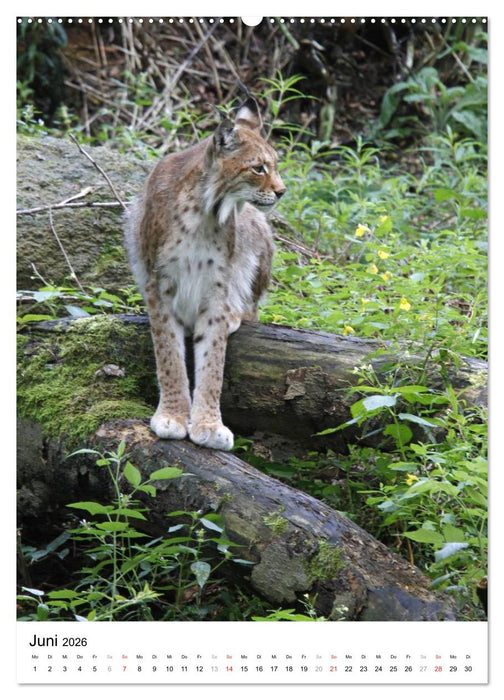 Wunderschönes Bad Harzburg (CALVENDO Wandkalender 2026)