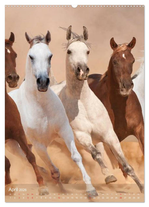 Arabische Pferde • Geschöpfe des Windes (CALVENDO Premium Wandkalender 2026)
