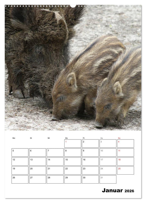 Der wildschweinische Terminplaner (CALVENDO Premium Wandkalender 2026)