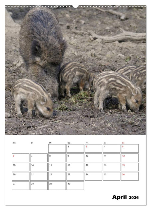 Der wildschweinische Terminplaner (CALVENDO Premium Wandkalender 2026)