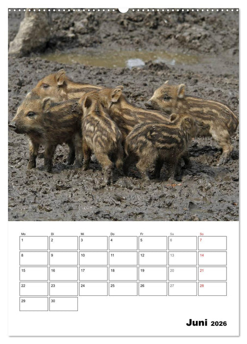 Der wildschweinische Terminplaner (CALVENDO Premium Wandkalender 2026)