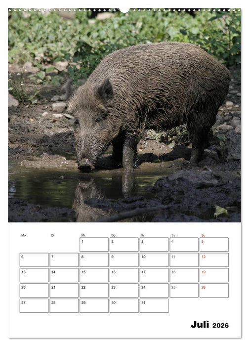 Der wildschweinische Terminplaner (CALVENDO Premium Wandkalender 2026)