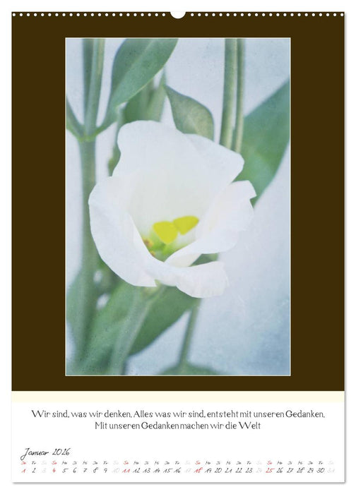 Der Buddhistische Weisheiten Kalender (CALVENDO Premium Wandkalender 2026)