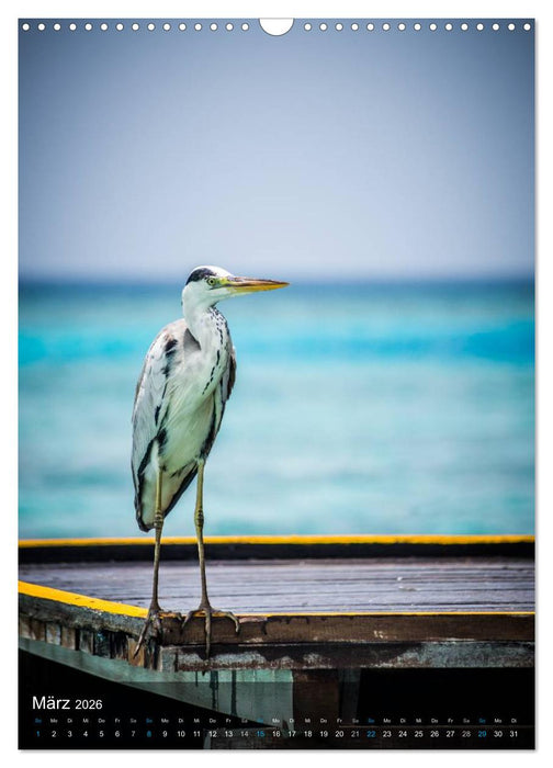 Malediven - Inselwelt im Indischen Ozean (CALVENDO Wandkalender 2026)
