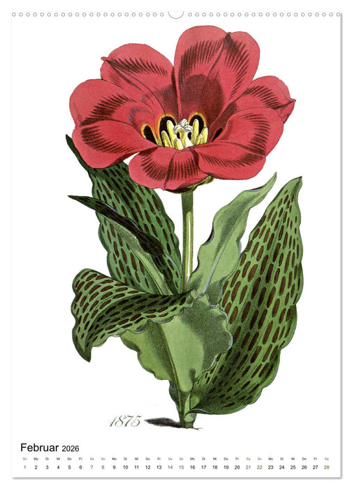 Tulpen - Jahr (CALVENDO Premium Wandkalender 2026)