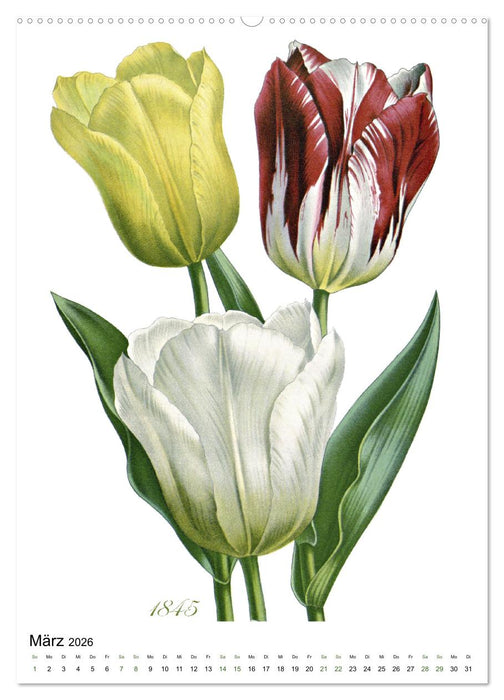 Tulpen - Jahr (CALVENDO Premium Wandkalender 2026)