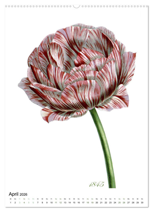 Tulpen - Jahr (CALVENDO Premium Wandkalender 2026)
