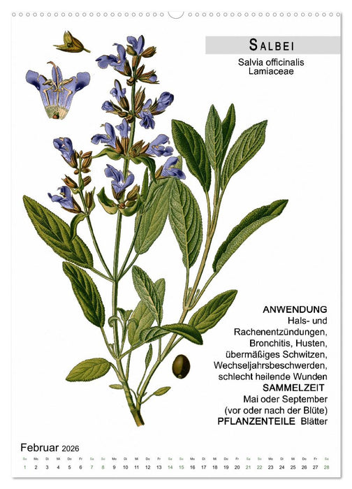 Heilpflanzen (CALVENDO Premium Wandkalender 2026)