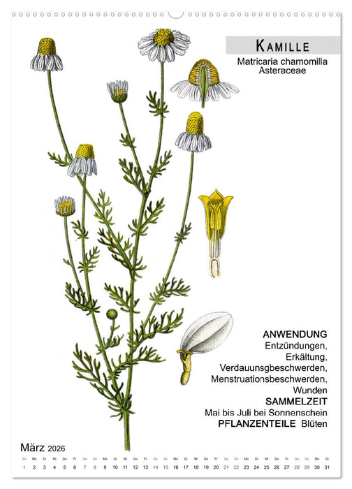 Heilpflanzen (CALVENDO Premium Wandkalender 2026)