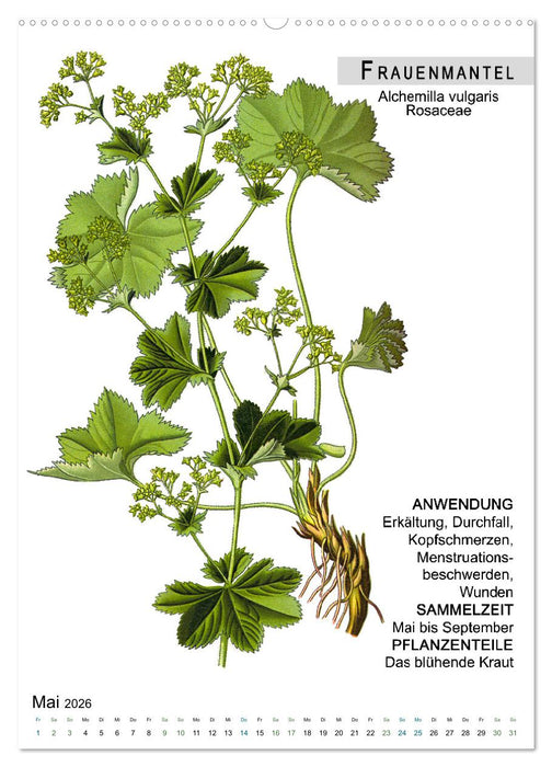 Heilpflanzen (CALVENDO Premium Wandkalender 2026)