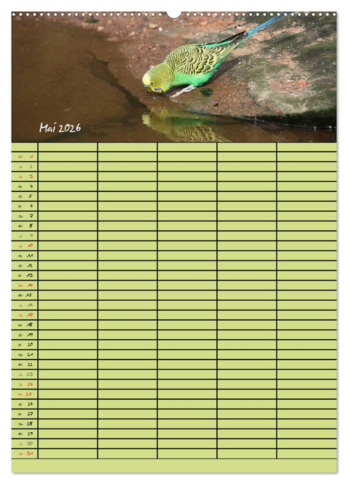 Der Wellensittich-Familienplaner (CALVENDO Premium Wandkalender 2026)