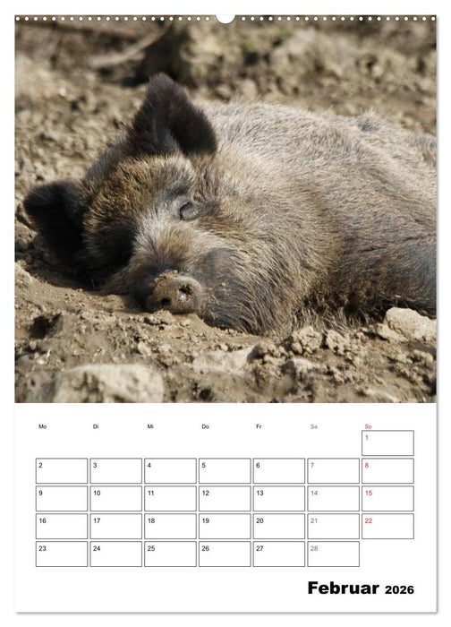 Der wildschweinische Terminplaner (CALVENDO Wandkalender 2026)