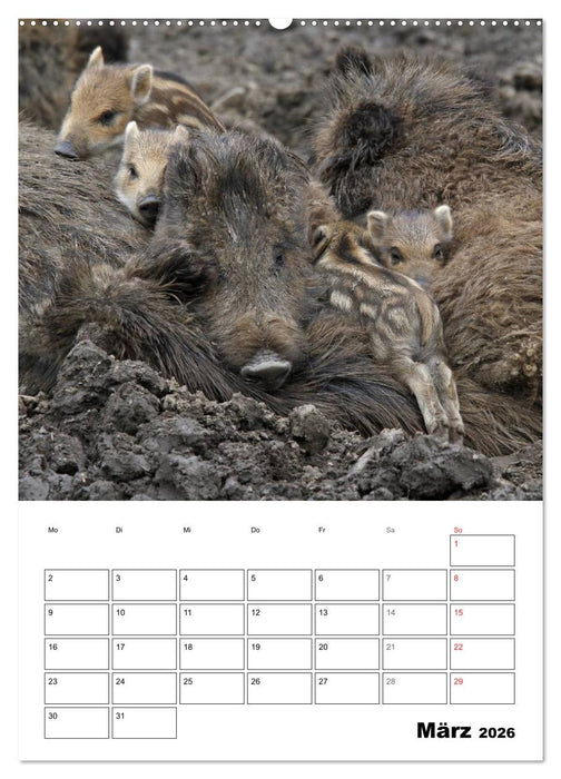 Der wildschweinische Terminplaner (CALVENDO Wandkalender 2026)