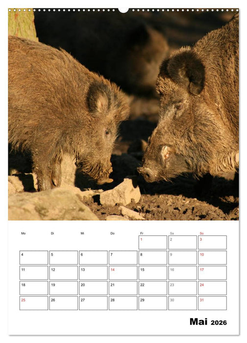 Der wildschweinische Terminplaner (CALVENDO Wandkalender 2026)