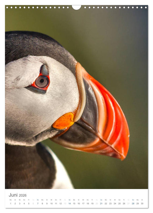 Føroyar - Faroe Islands - Färöer Inseln (CALVENDO Wandkalender 2026)