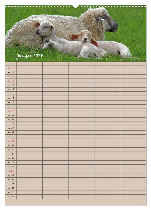 Der belämmerte Familienplaner (CALVENDO Wandkalender 2026)