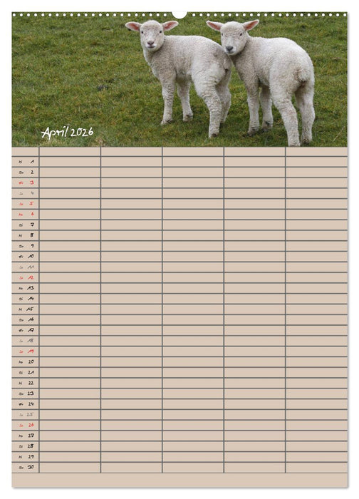 Der belämmerte Familienplaner (CALVENDO Wandkalender 2026)