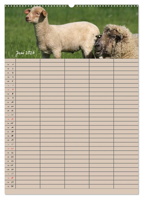 Der belämmerte Familienplaner (CALVENDO Wandkalender 2026)