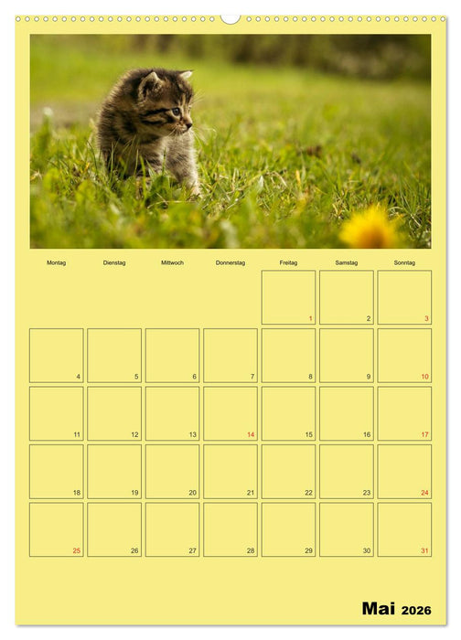 Mit Katzen durchs Jahr / Planer (CALVENDO Premium Wandkalender 2026)