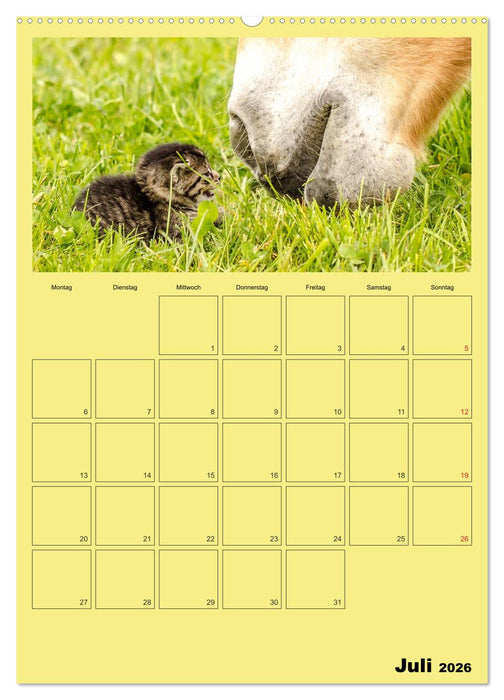 Mit Katzen durchs Jahr / Planer (CALVENDO Premium Wandkalender 2026)