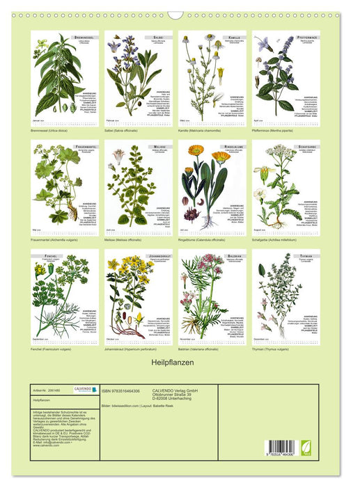 Heilpflanzen (CALVENDO Wandkalender 2026)
