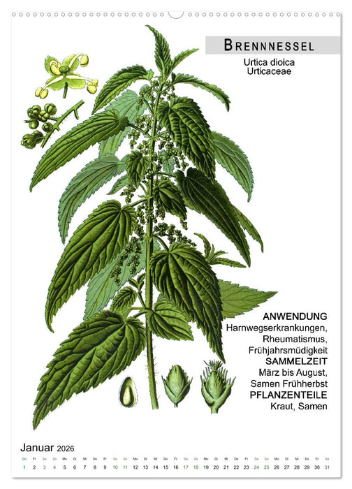 Heilpflanzen (CALVENDO Wandkalender 2026)