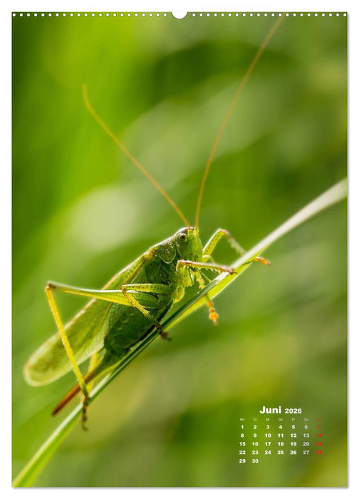 Ein Spaziergang über eine Sommerwiese (CALVENDO Premium Wandkalender 2026)