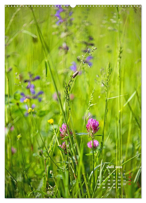 Ein Spaziergang über eine Sommerwiese (CALVENDO Premium Wandkalender 2026)