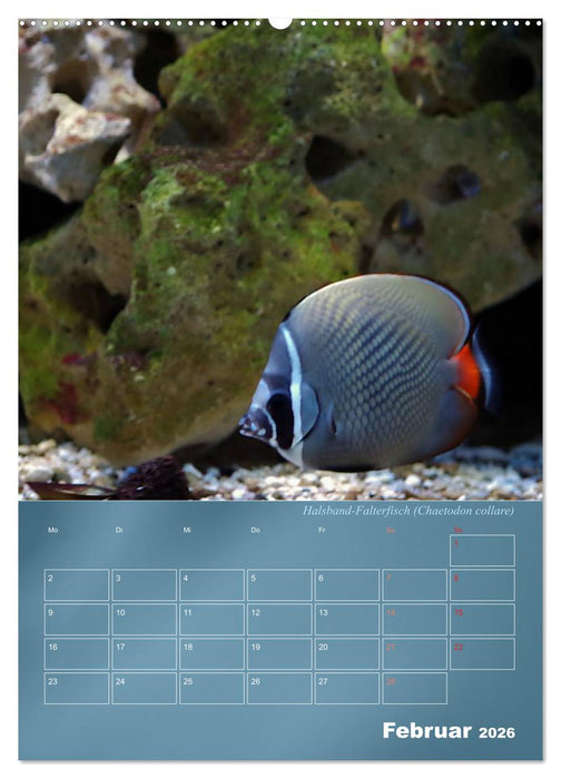 Bunte Riffbewohner - Fische, Anemonen und noch viel mehr (CALVENDO Premium Wandkalender 2026)