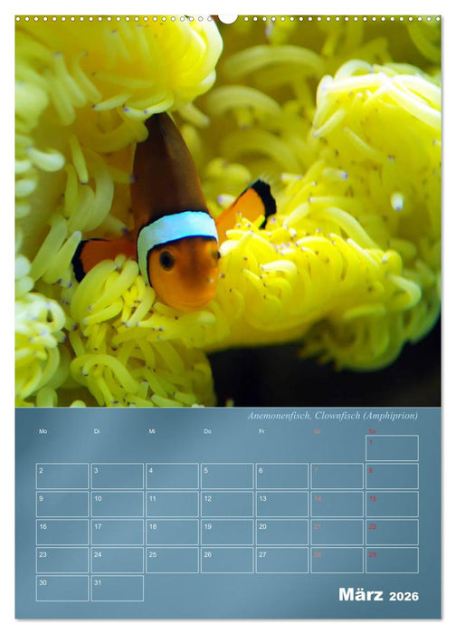 Bunte Riffbewohner - Fische, Anemonen und noch viel mehr (CALVENDO Premium Wandkalender 2026)