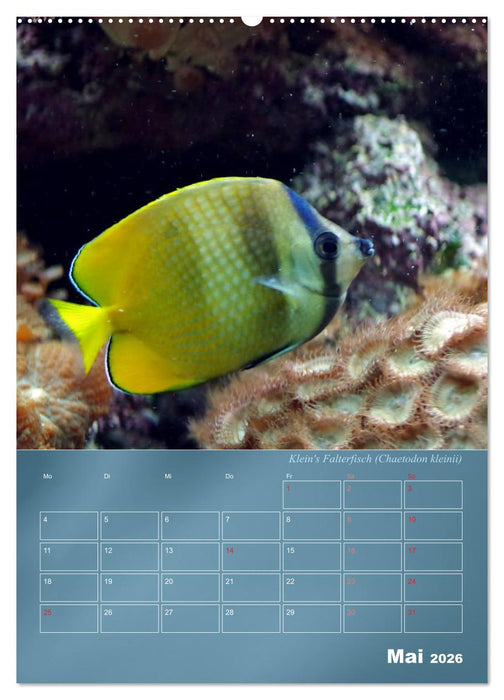 Bunte Riffbewohner - Fische, Anemonen und noch viel mehr (CALVENDO Premium Wandkalender 2026)