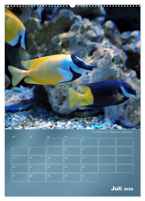 Bunte Riffbewohner - Fische, Anemonen und noch viel mehr (CALVENDO Premium Wandkalender 2026)