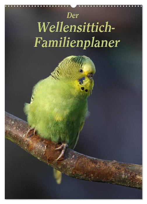 Der Wellensittich-Familienplaner (CALVENDO Wandkalender 2026)