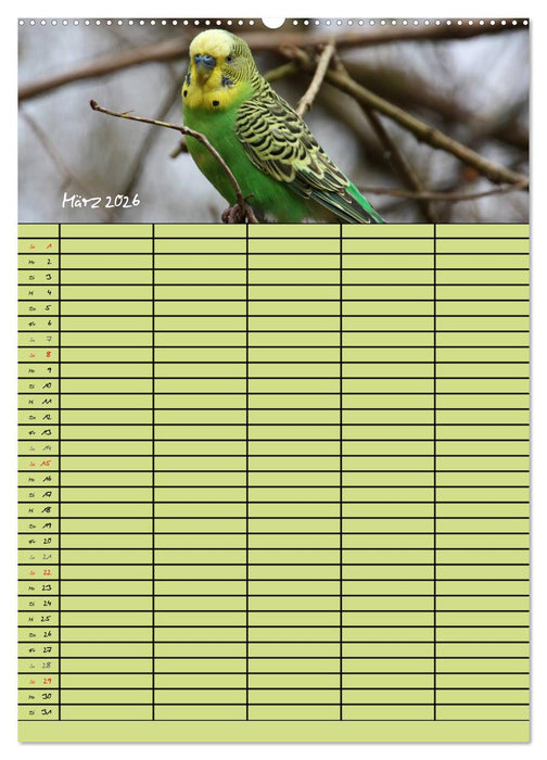 Der Wellensittich-Familienplaner (CALVENDO Wandkalender 2026)