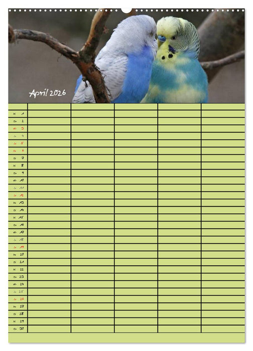 Der Wellensittich-Familienplaner (CALVENDO Wandkalender 2026)