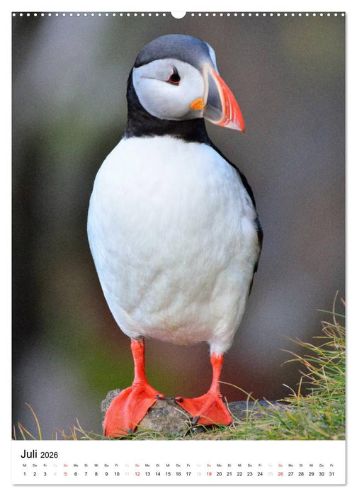 Island 2026 - Einzigartige Natur hautnah erleben (CALVENDO Premium Wandkalender 2026)