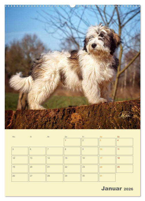 PON-Welpen - jeder Tag ein großes Abenteuer / Planer (CALVENDO Premium Wandkalender 2026)