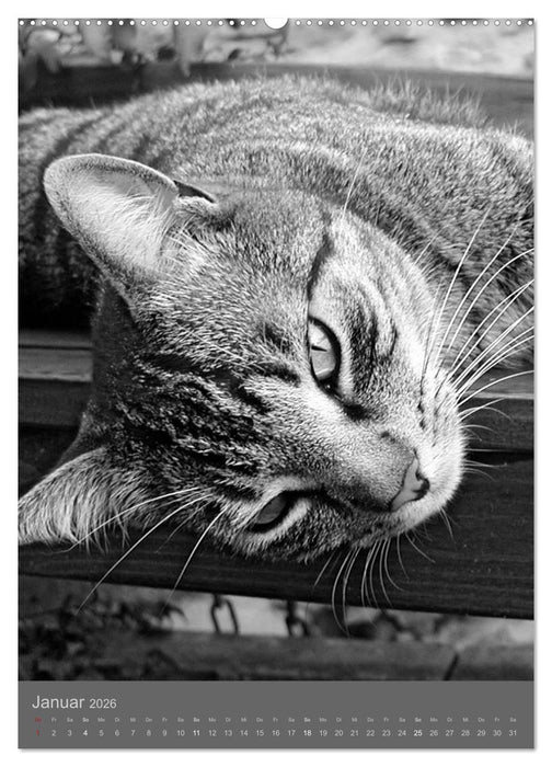 Sonja Heller Katzen in SW-Portraits (CALVENDO Premium Wandkalender 2026)